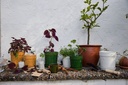 Elise kruka liten Vit