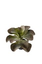 Konstväxt Kalanchoe 250