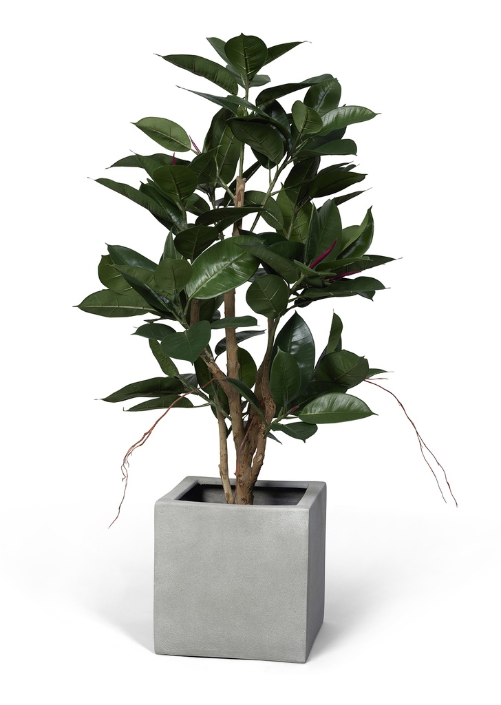 Konstväxt ficus robusta 120cm