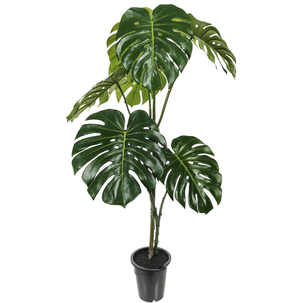 Monstera 120cm