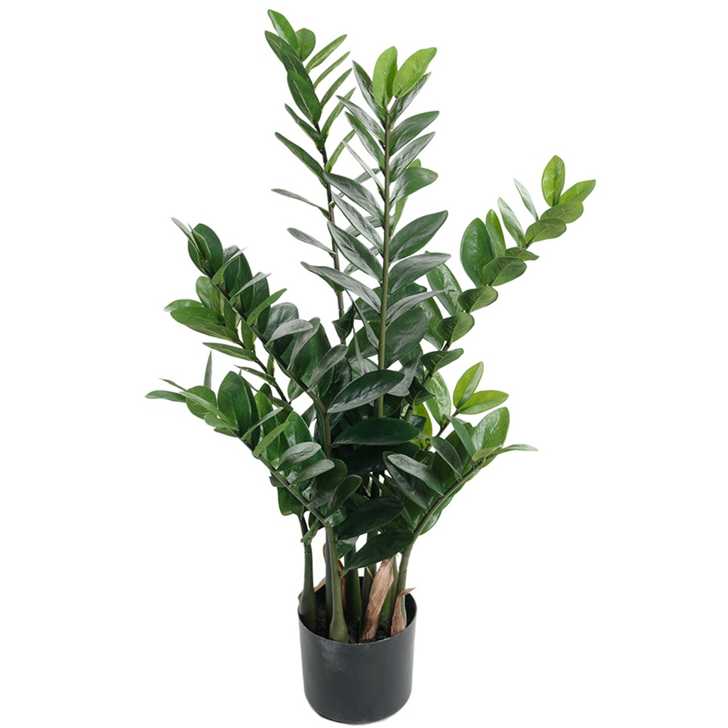 Zamifolia 90cm