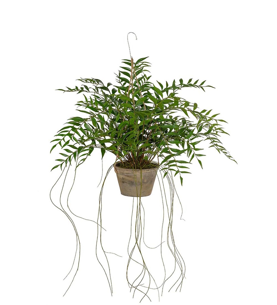 Konstväxt Hoya 65 cm