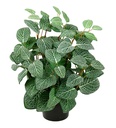 Konstväxt Fittonia 34 cm