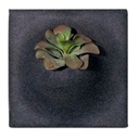 Ljudabsorbent PlantPanel 58x58x21 cm Slate
