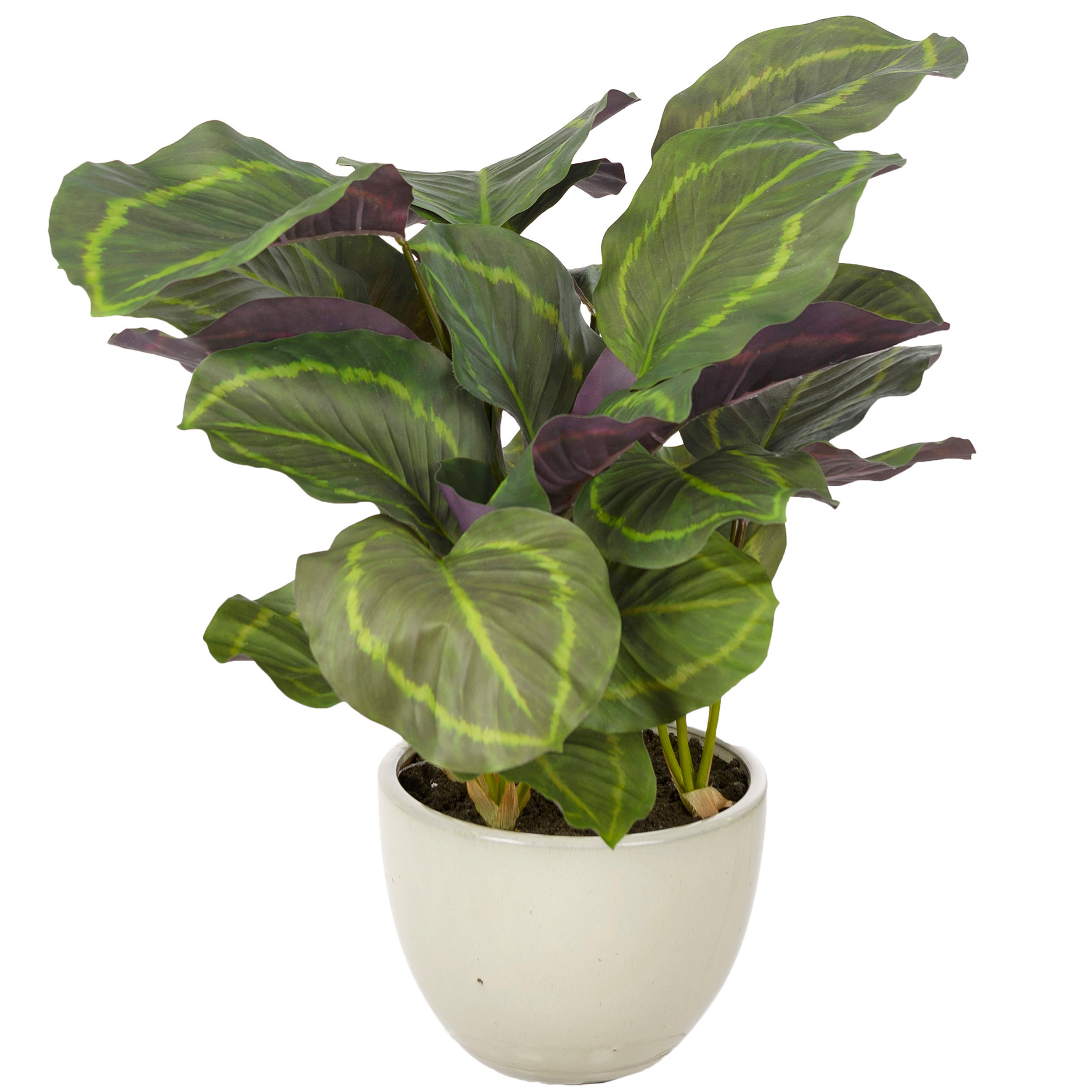 [8565172] Calathea 65cm med kruka