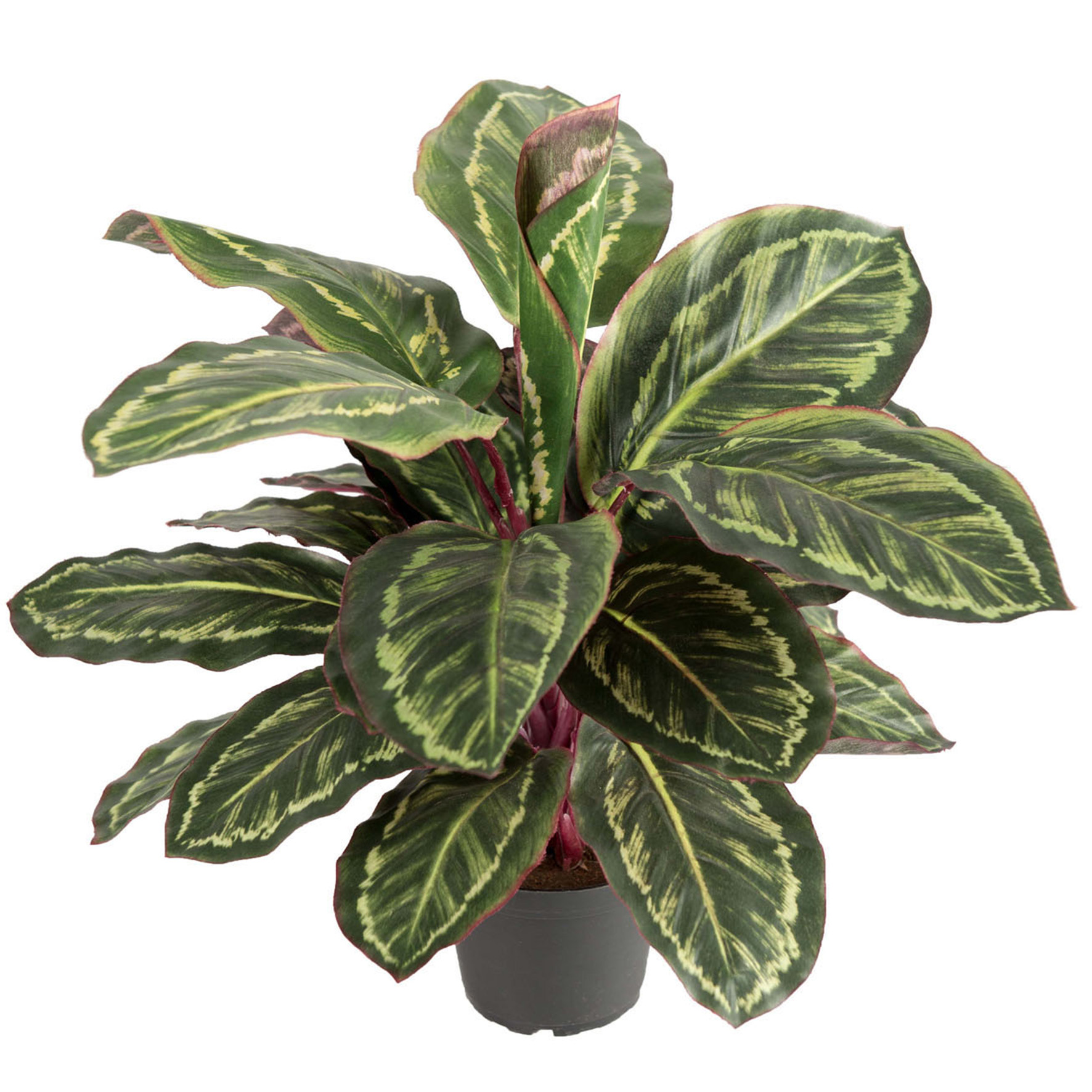 [8565178] Maranta 60cm