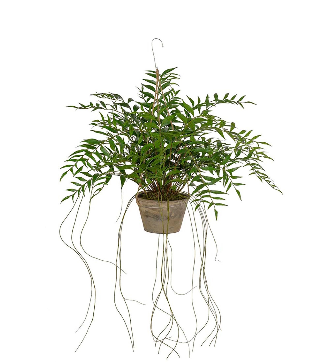 [8563467] Konstväxt Hoya 65 cm