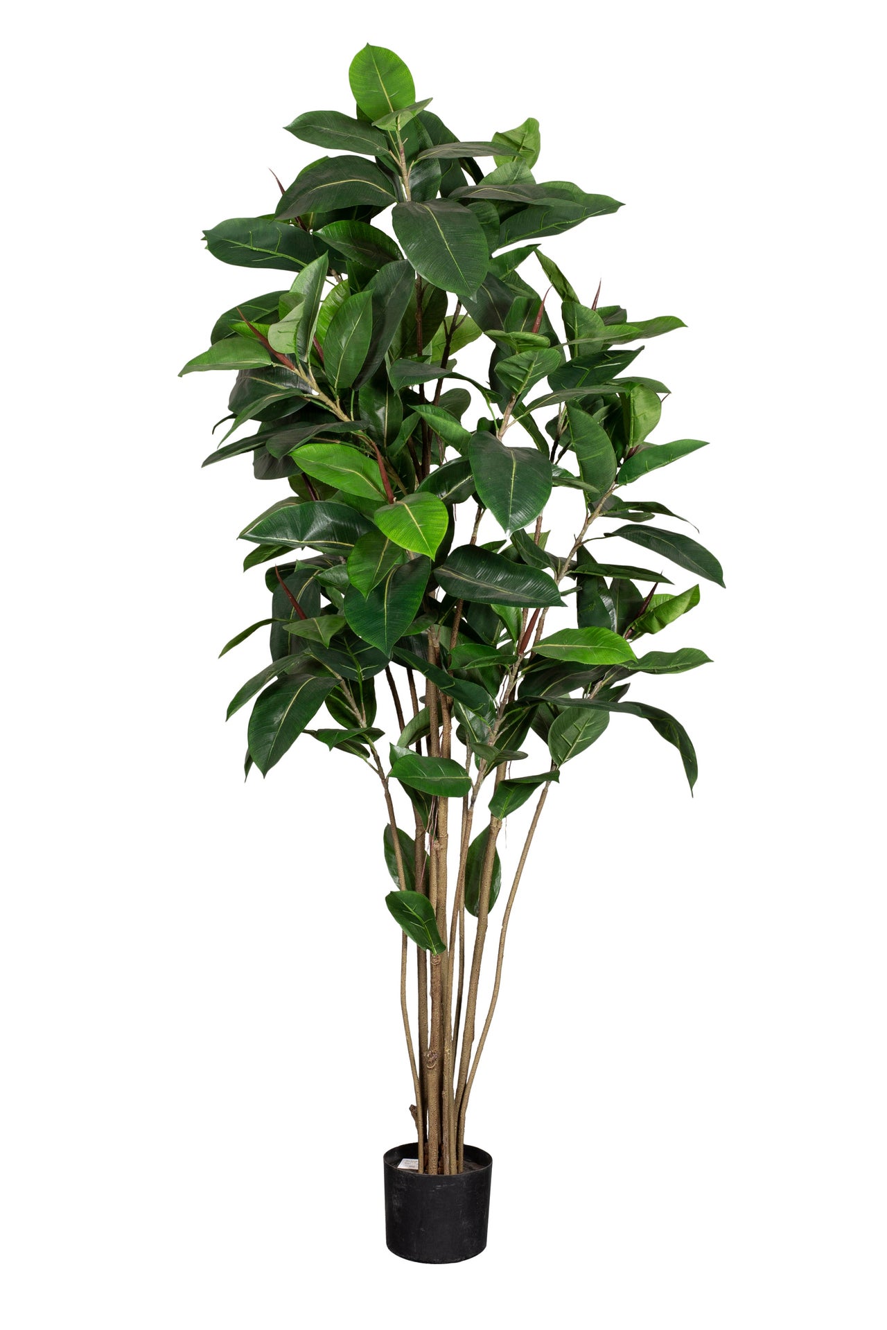 [8563458] Konstväxt Fikus Robusta 180 cm