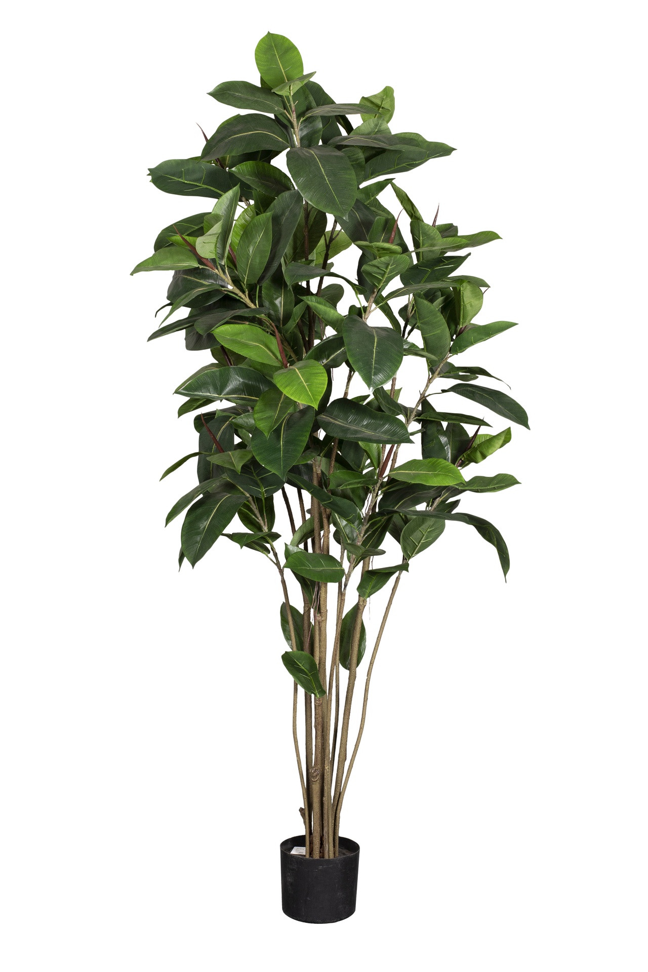 [8563458] Konstväxt Fikus Robusta 1800