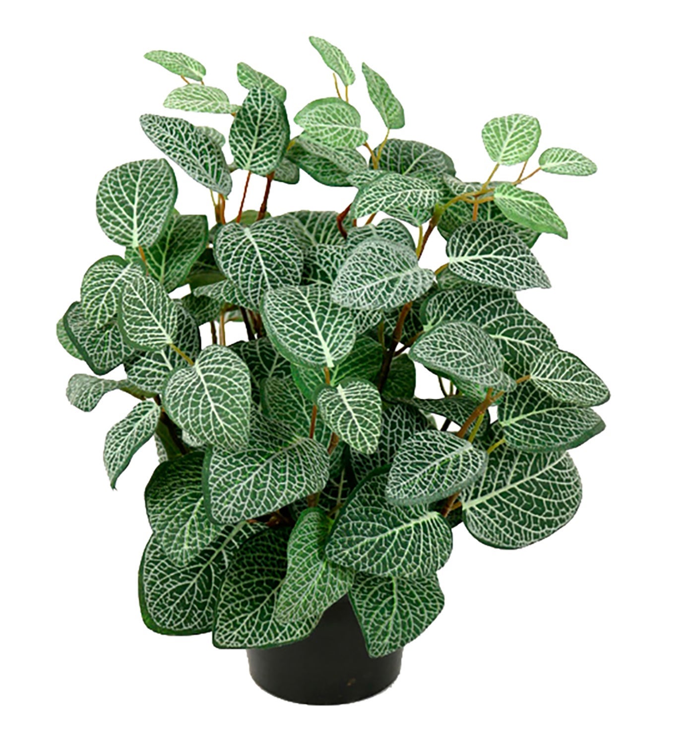 [8563463] Konstväxt Fittonia 34 cm