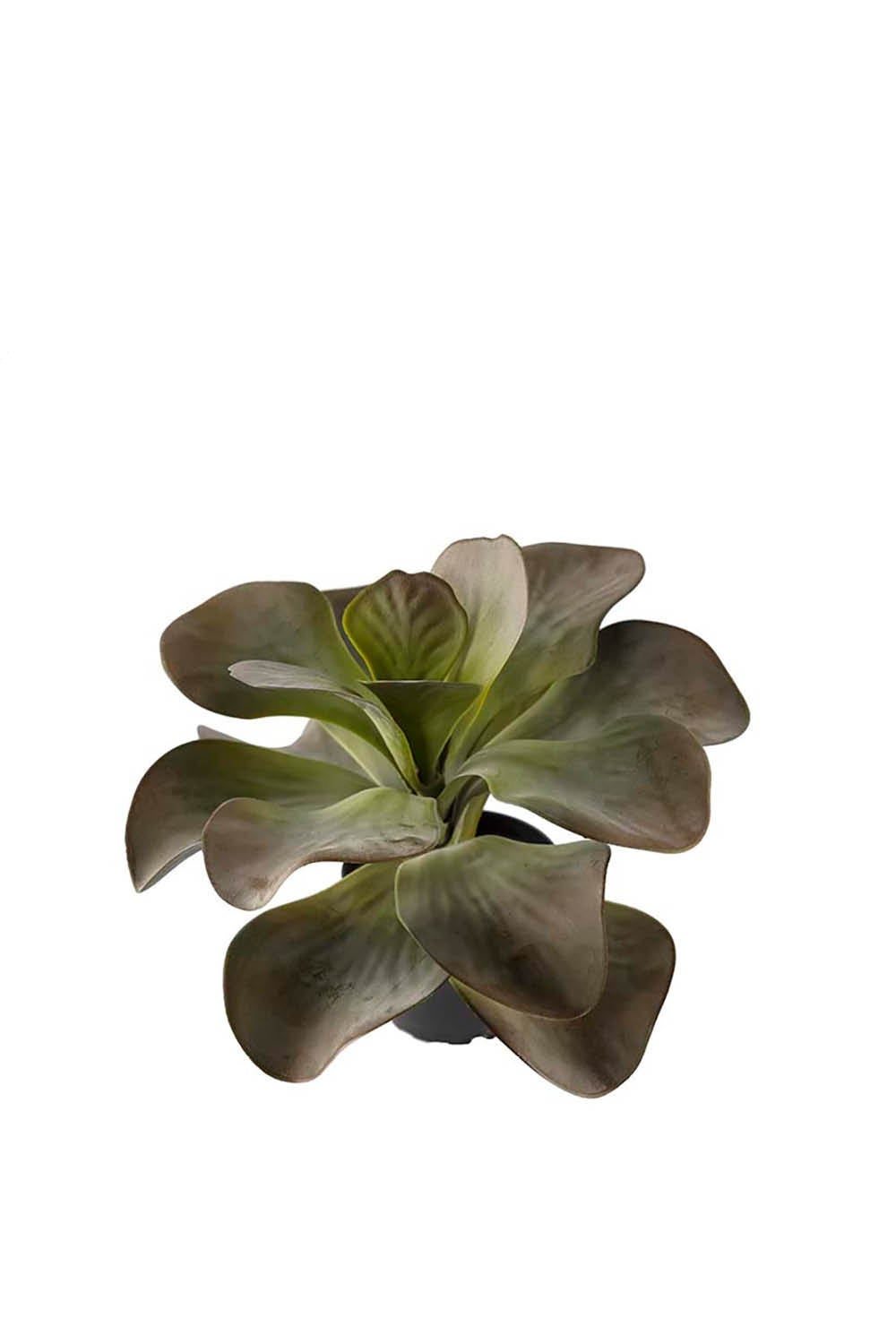 [8563464] Konstväxt Kalanchoe 25 cm